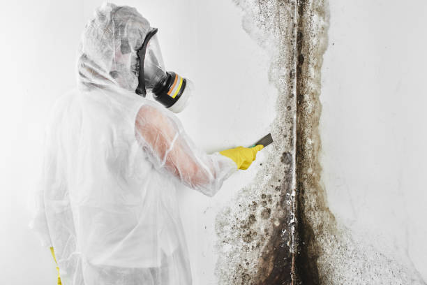 Attic Mold Removal in Council Bluffs, IA
