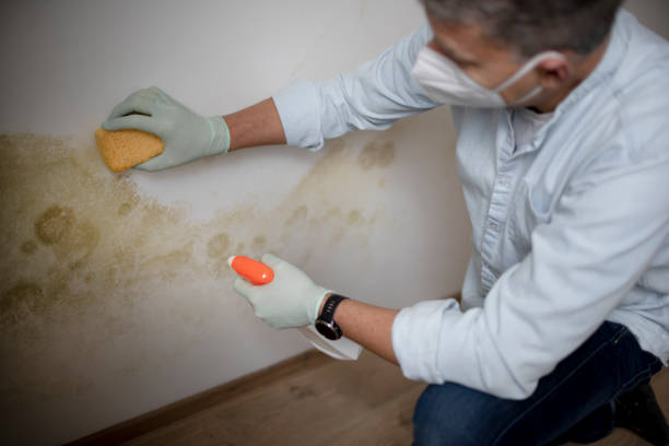 Best Best Mold Removal Companies  in Council Bluffs, IA