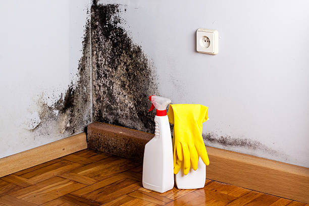 Best Mold Damage Repair  in Council Bluffs, IA