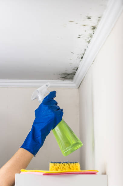 Best Black Mold Removal  in Council Bluffs, IA